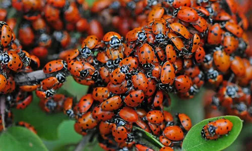 A close-up cluster of bright red-orange live ladybugs with black spots crawling over green leaves eating insects.