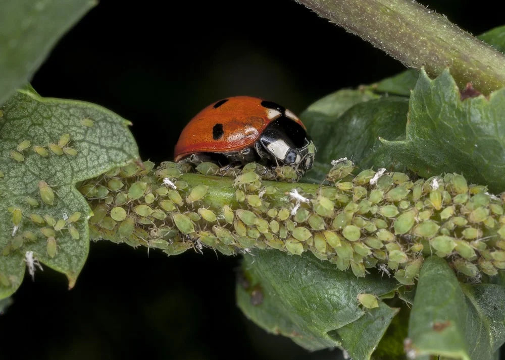 A close-up photograph of a ladybug controlling insects on a leafy plant covered with small green aphids, set against a dark background.