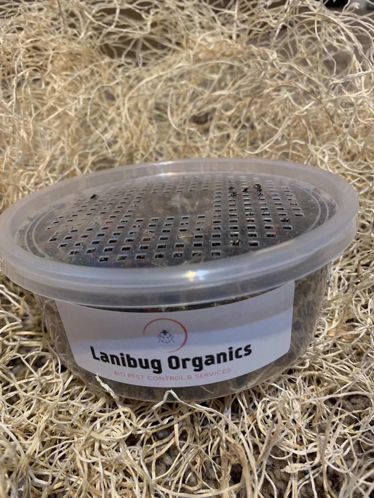 A clear plastic tub of live lady bugs with a perforated lid and a white label reading 'Lanibug Organics' resting on a bed of dry straw or hay.