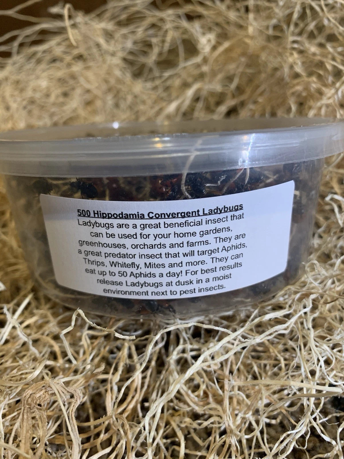 A clear plastic tub filled with dark live ladybugs resting on a bed of light tan wood chips or bark. The tub has a white paper label with black text that reads '500 Hippodamia Convergent Ladybugs' and a description of their use as beneficial insects.