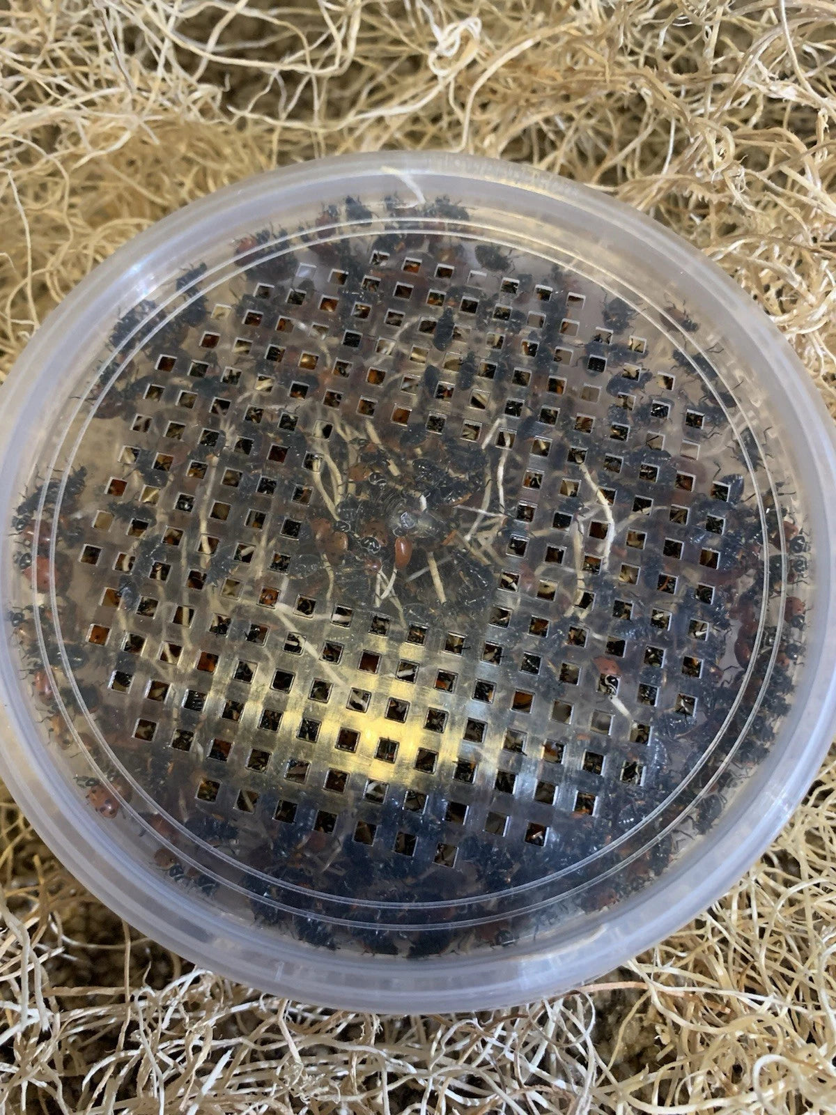 A round clear plastic lid with a square grid of holes, filled with small live lady bugs, placed on a bed of light tan shredded paper or straw.