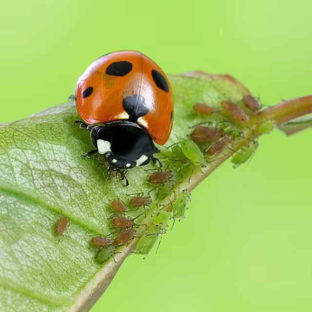 A close-up nature photograph of a red and black ladybug on a green leaf eating small green aphids, set against a bright green blurred background.