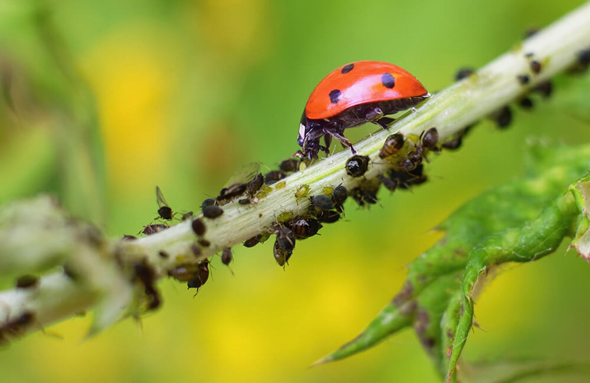 A close-up nature photograph of a red and black ladybug walking along a green plant stem eating and controlling small dark insects, set against a soft blurred yellow and green background.