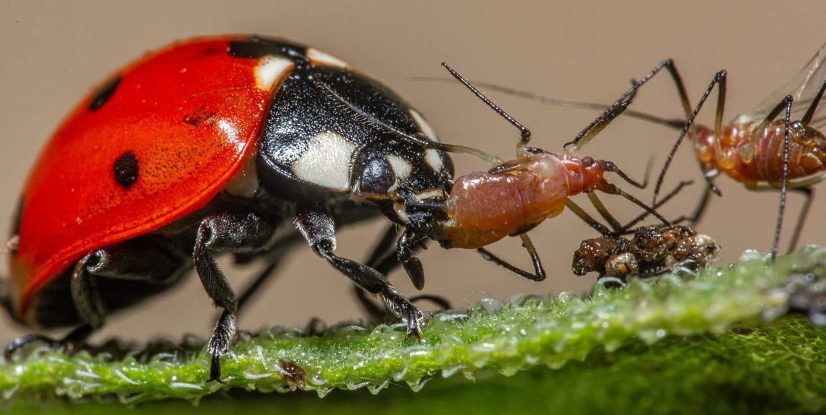 A close-up macro shot of a red and black ladybug on a green leaf, eating and killing small aphids and a spider against a soft beige background.