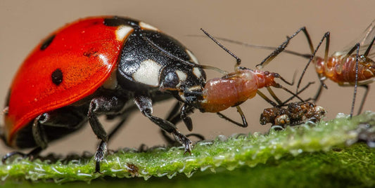 A close-up macro shot of a red and black ladybug on a green leaf, eating and killing small aphids and a spider against a soft beige background.