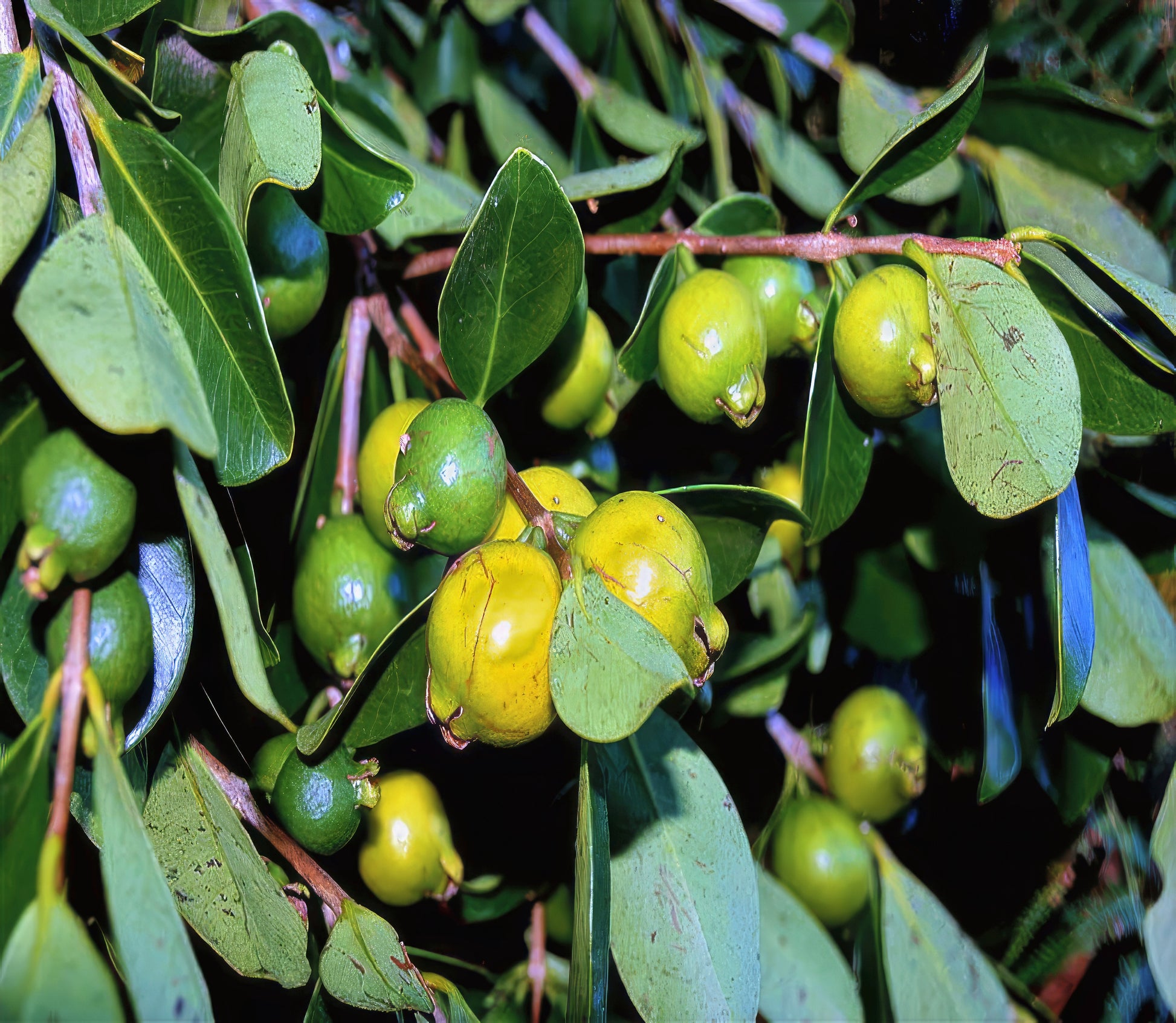 Pink lemon guava fruits on branch with green leaves.
