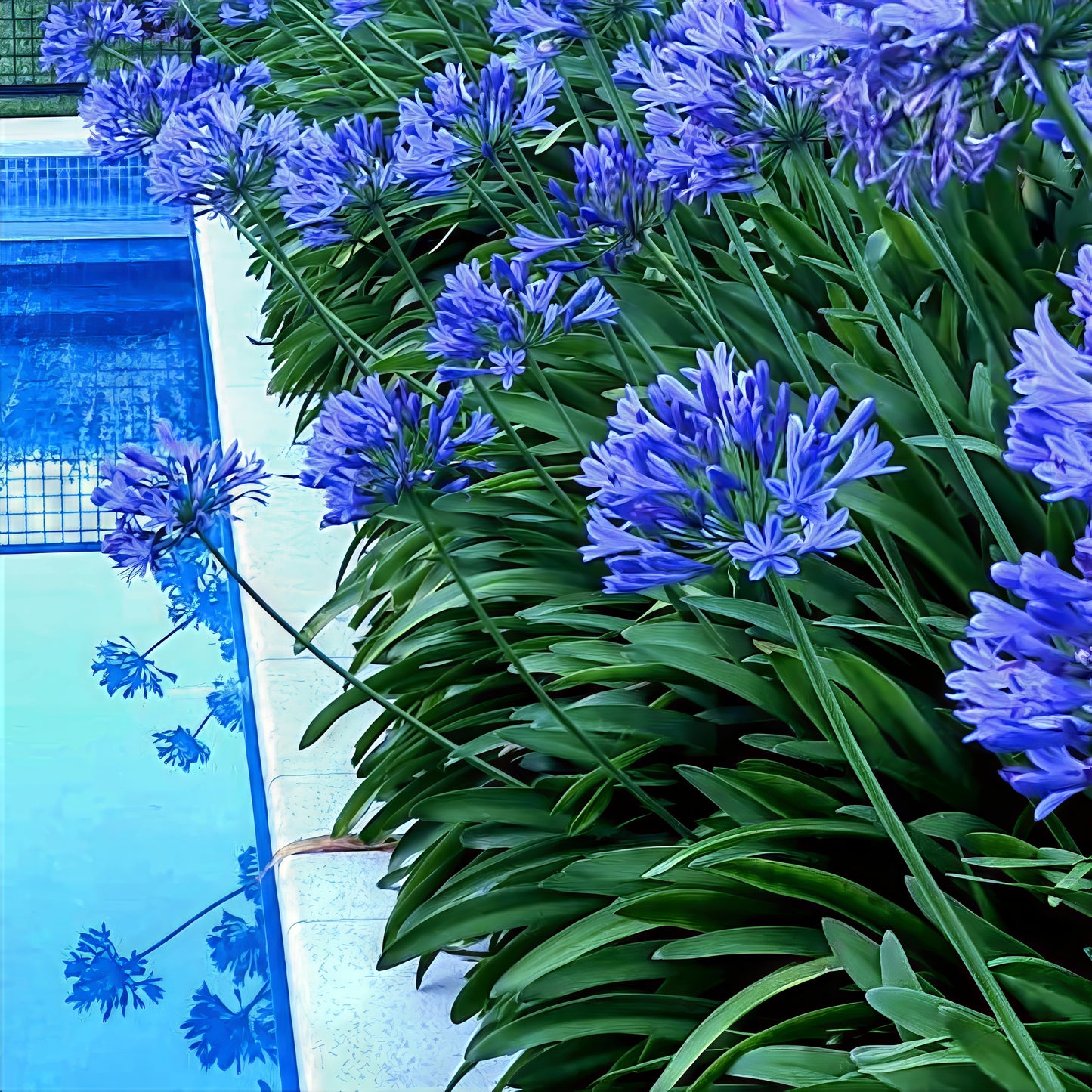 Dwarf Blue Lily of the Nile flowers with green leaves near a pool. (Agapanthus ‘Peter Pan’)