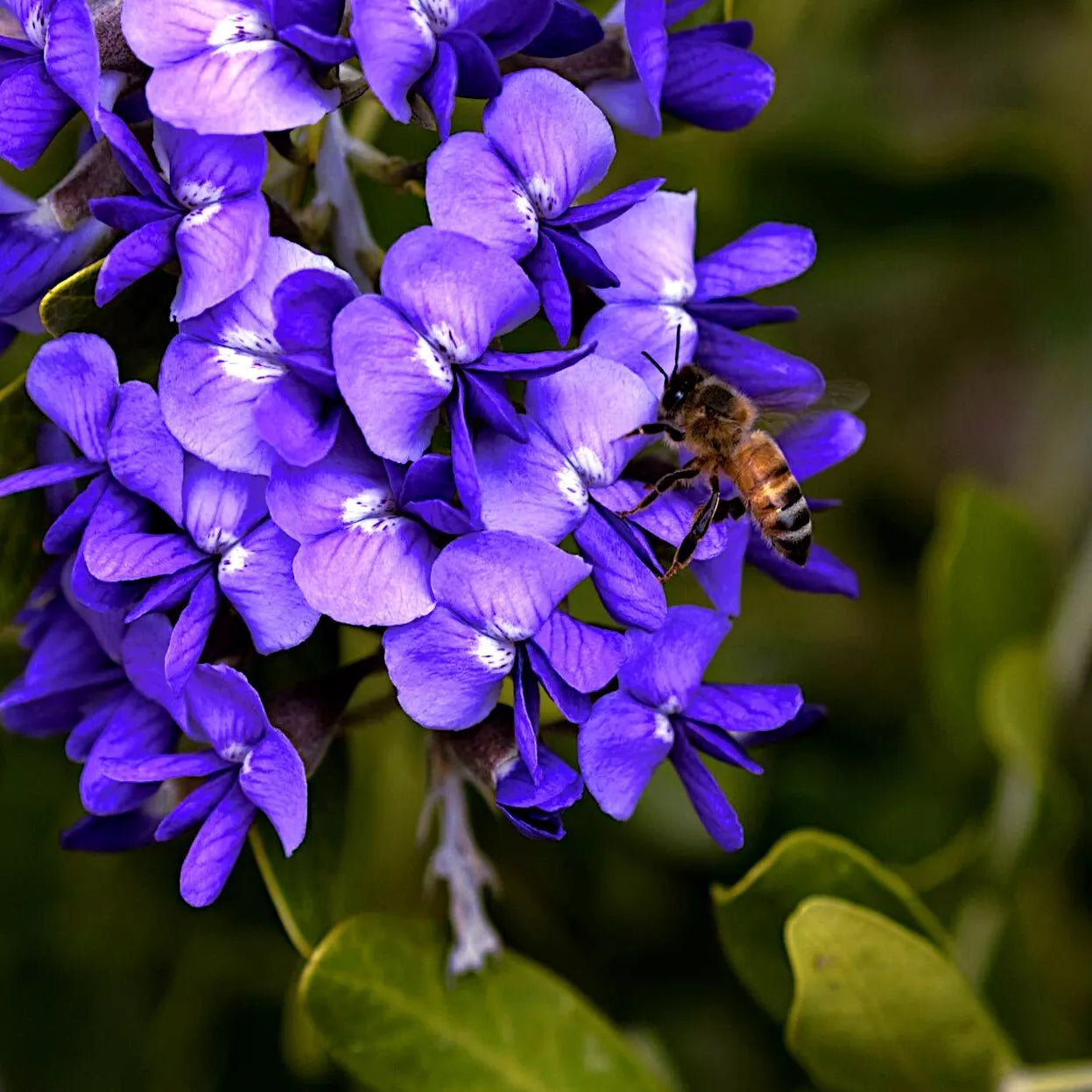 Honey bee on purple Texas Mountain laurel tree flowers with a blurred green background. (Sophora secundiflora)