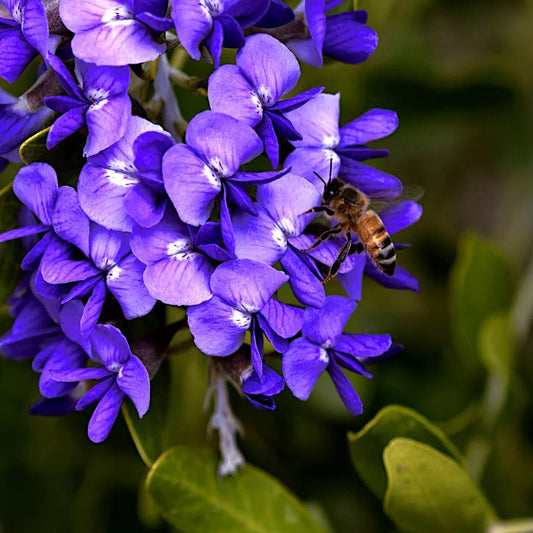 Honey bee on purple Texas Mountain laurel tree flowers with a blurred green background. (Sophora secundiflora)
