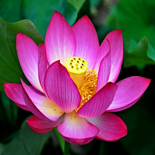 Sacred Lotus Flower Seeds (Nelumbo nucifera) Edible Aquatic Lotus Water Plant