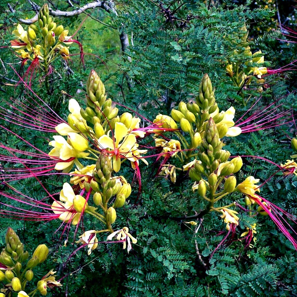 Close-up of a desert bird of paradise flower with yellow petals and pink stamens against a green background