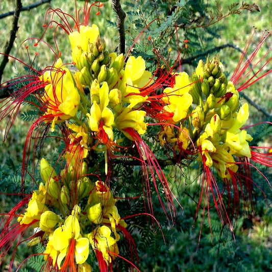Close-up of Mexican Desert yellow bird of paradise (Caesalpinia gilliesii) flowers with red stamens in a natural setting