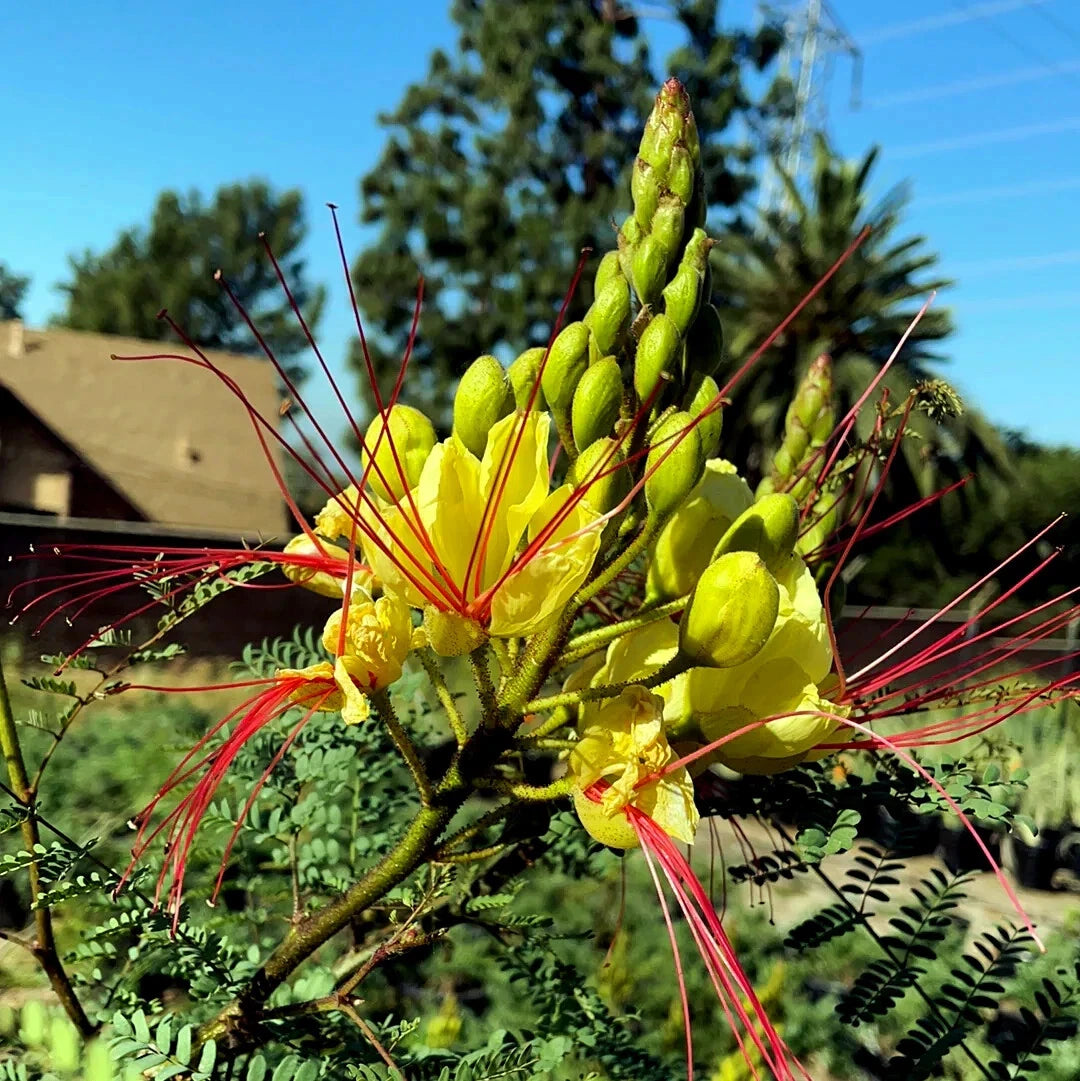 Close-up of a yellow bird of paradise flower with red stamens against a blurred natural background