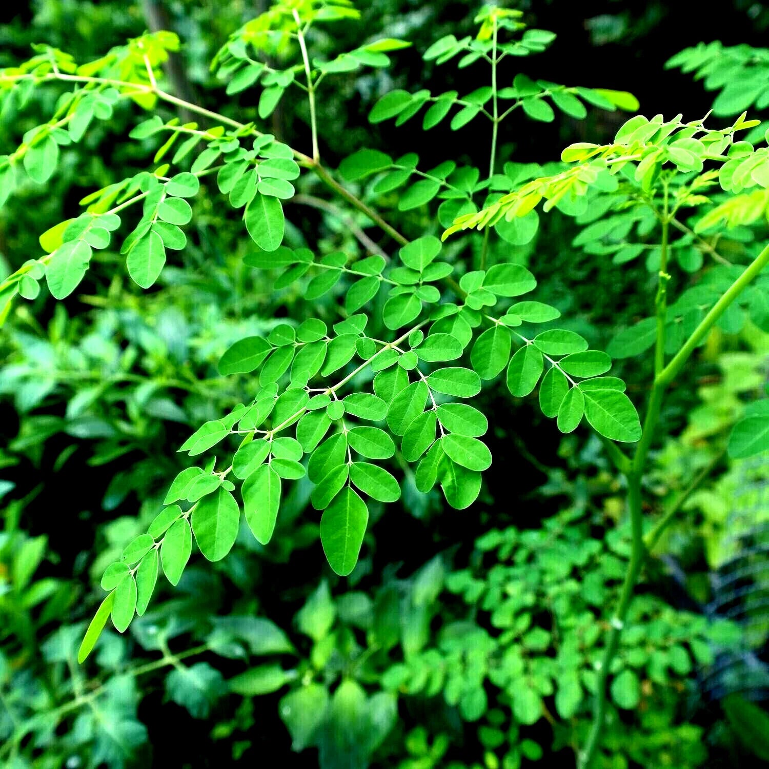 Close-up of MORINGA OLEIFERA green leaves with a blurred natural background