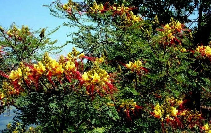 Yellow bird of paradise shrub with yellow and red flowers against a blue sky
