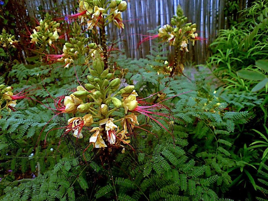 Mexican desert bird of paradise plant flowers with green leaves and red accents in a natural setting