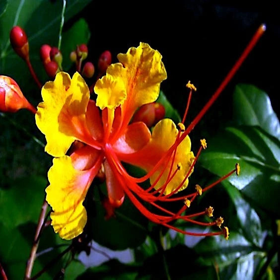 Close-up of a vibrant bird of paradise yellow and red flower with green leaves in the background