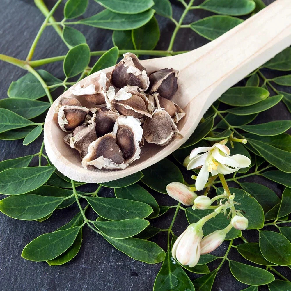 Wooden spoon filled with dried Moringa seeds on a background of green leaves and flowers