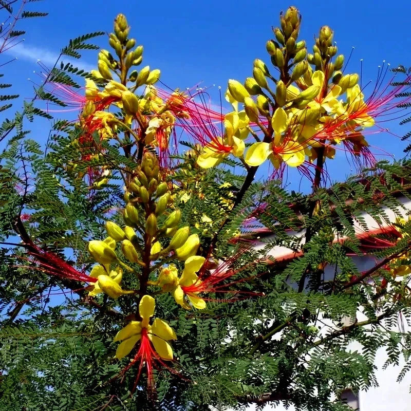 Tree with yellow bird of paradise flowers and red stamens against a blue sky