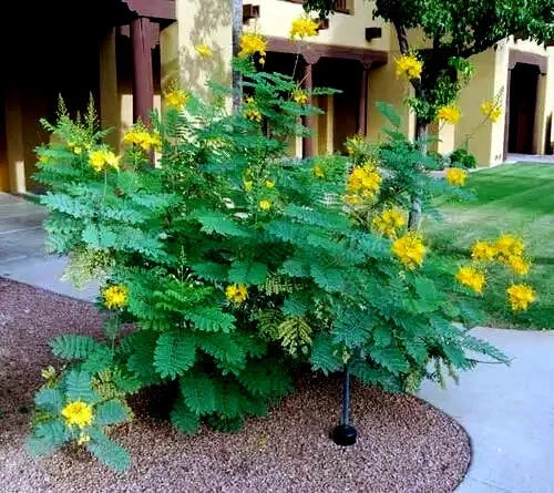 shrub bush with yellow bird of paradise flowers in a garden setting