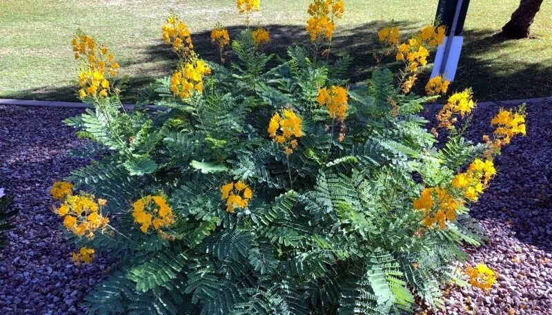 Desert bird of paradise bush with yellow flowers on a bed of small stones