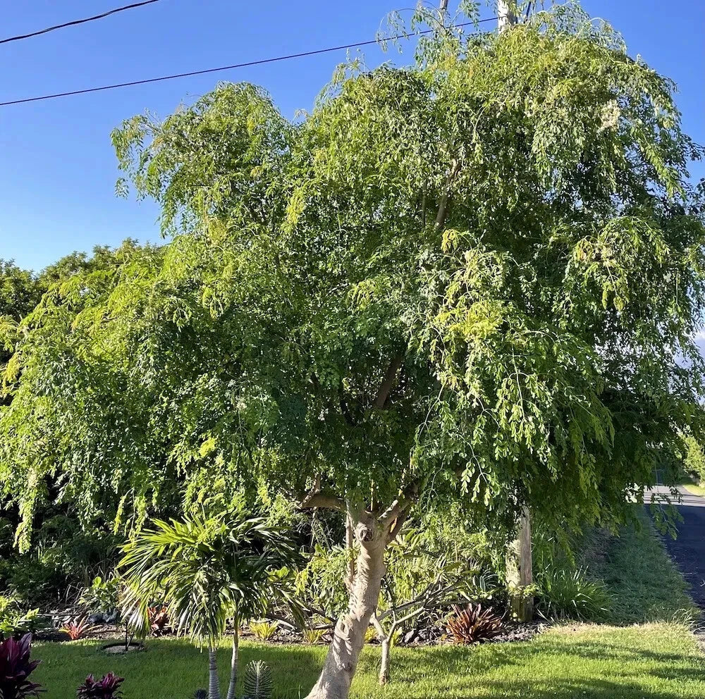 Large Moringa Oleifera tree in tropical landscape with blue sky background. 