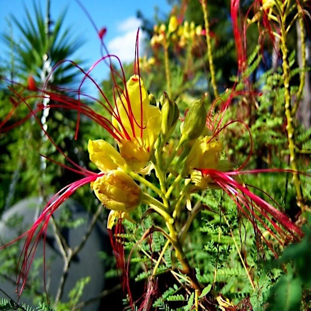 Close-up of a yellow bird of paradise flower with red stamens against a blurred green background