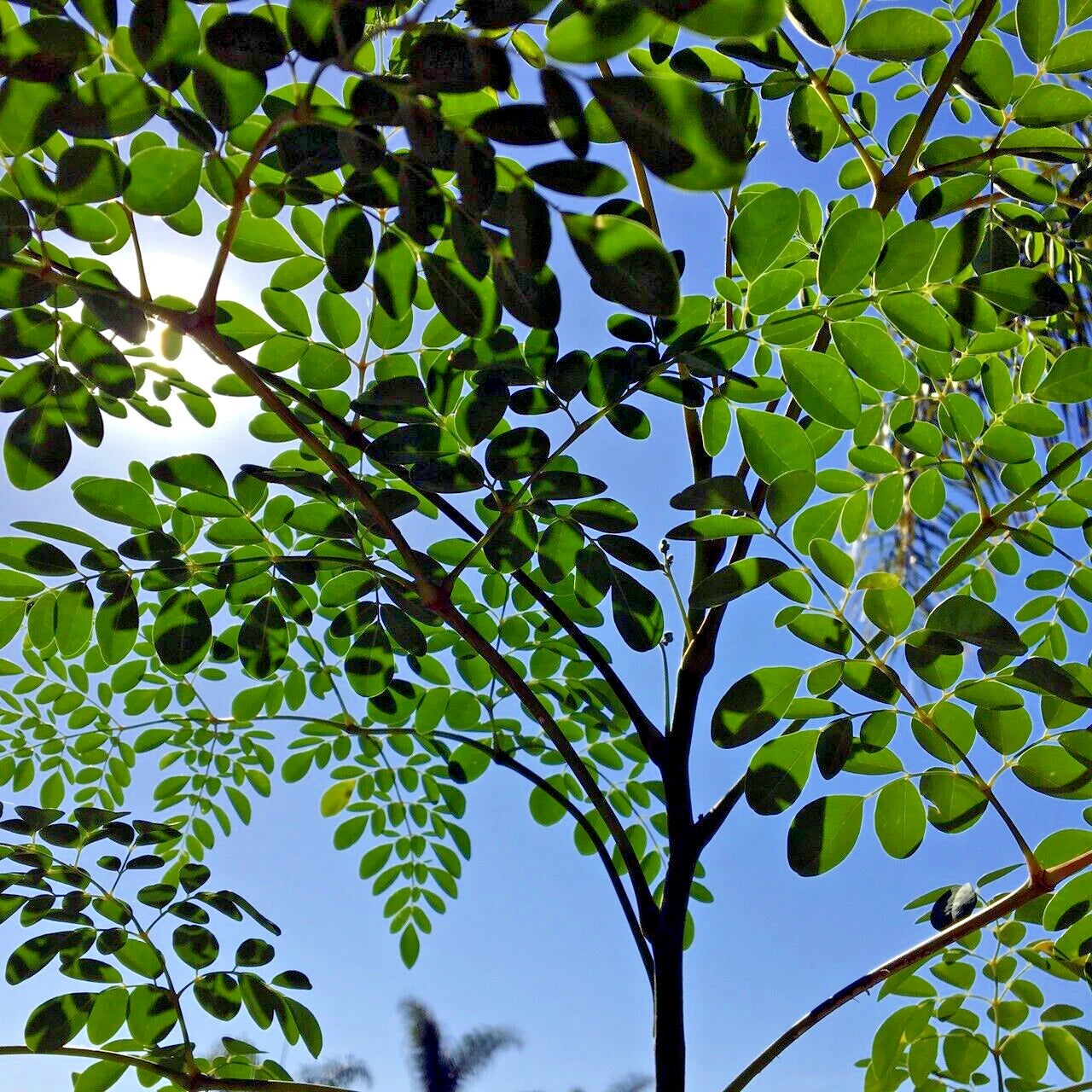 Underside of Moringa Oleifera leaves with sunlight shining through. 