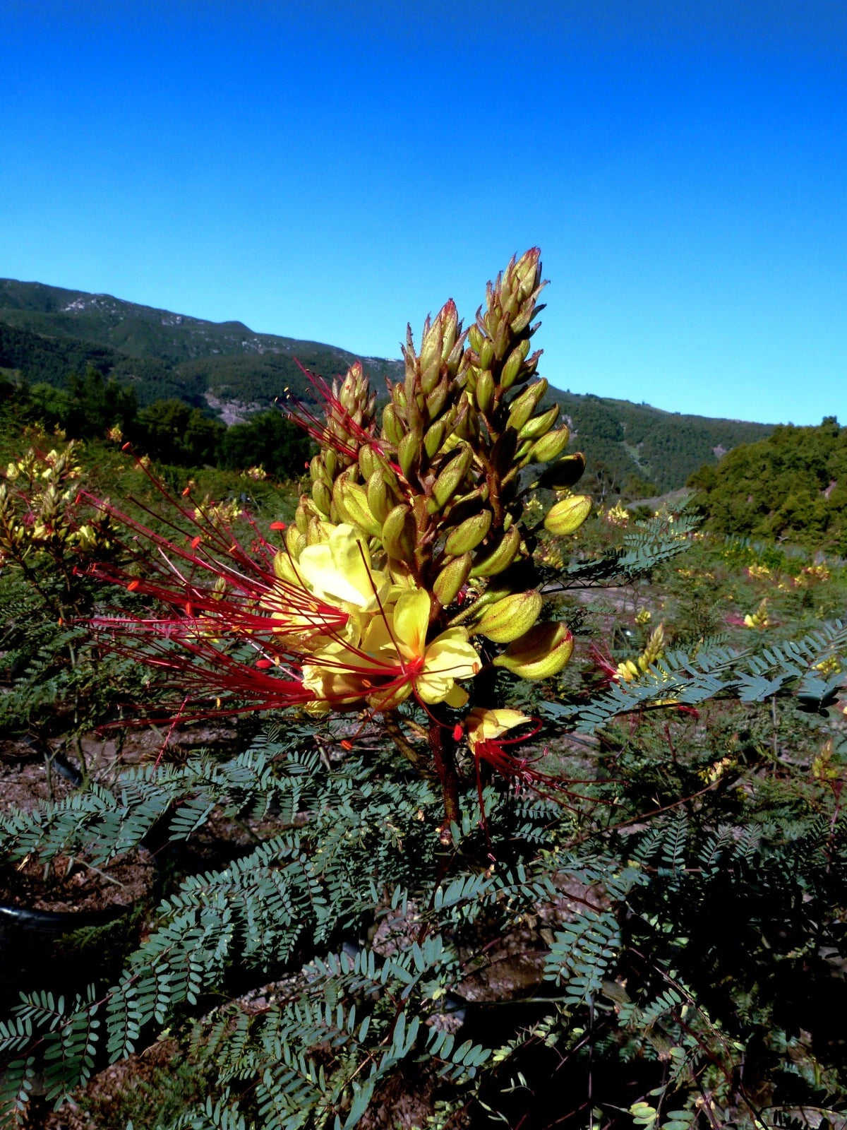 Yellow mexican desert flower with red accents in a natural setting with mountains in the background
