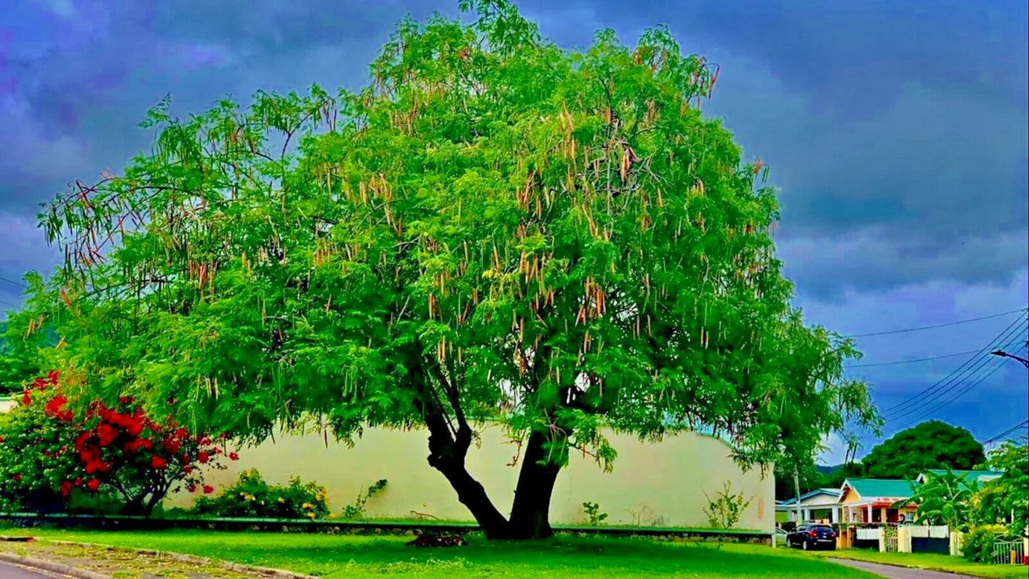 Large Moringa Oleifera tree with green leaves and red flowers in front of a white building under a blue sky.