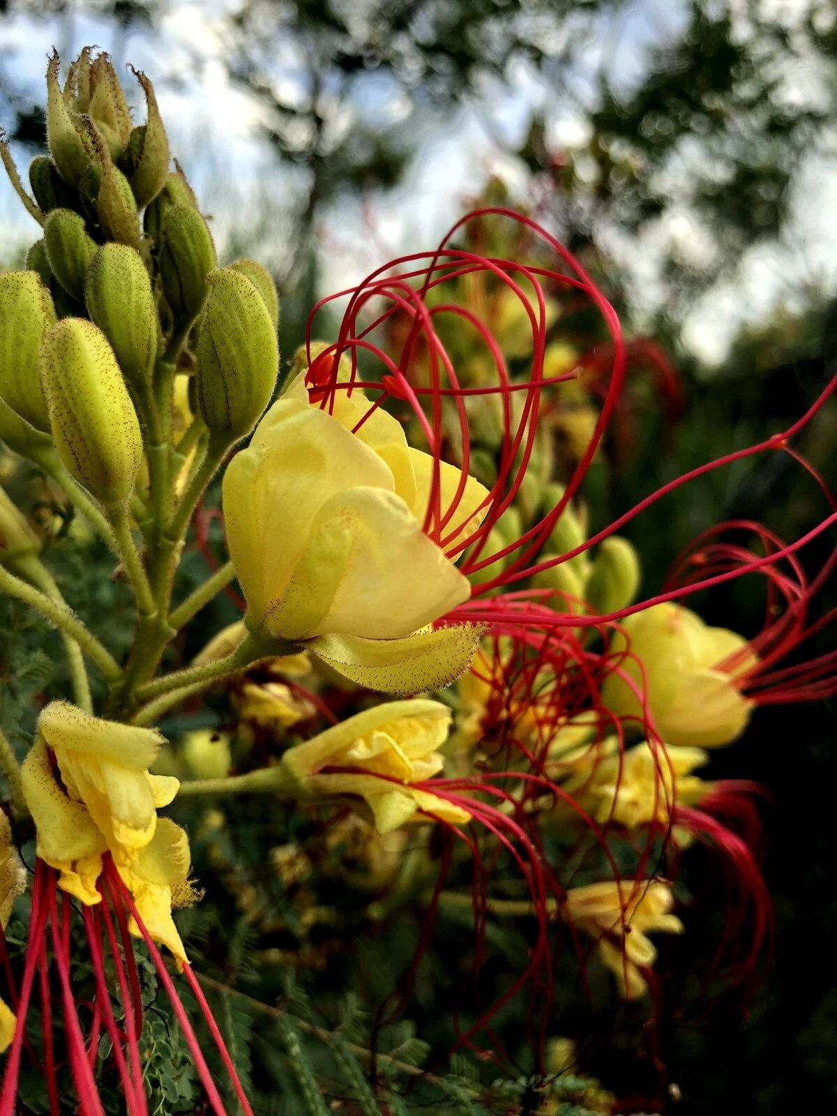 Close-up of Mexican Desert yellow flowers with red stamens against a blurred natural background