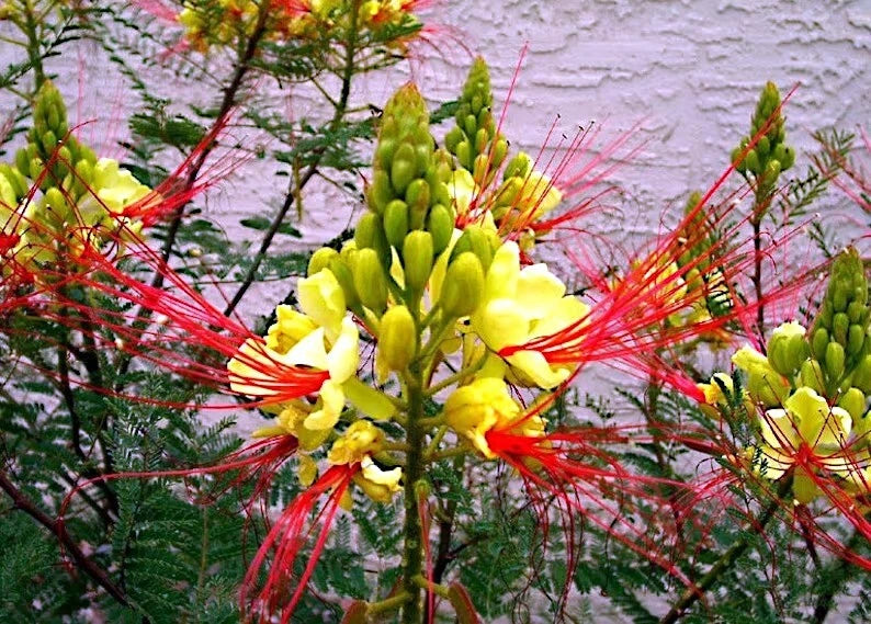 Close-up of a yellow bird of paradise flower with red and yellow petals against a blurred background