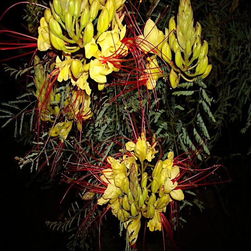 Close-up of a desert bird of paradise plant with yellow flowers and red stamens against a dark background