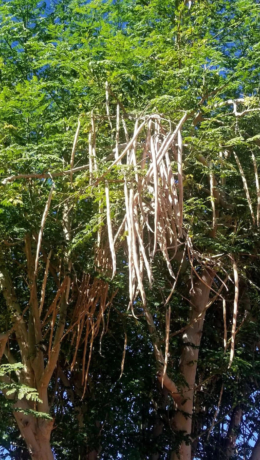 Tall Moringa Oleifera trees with seedpods hanging and green leaves against a blue sky.