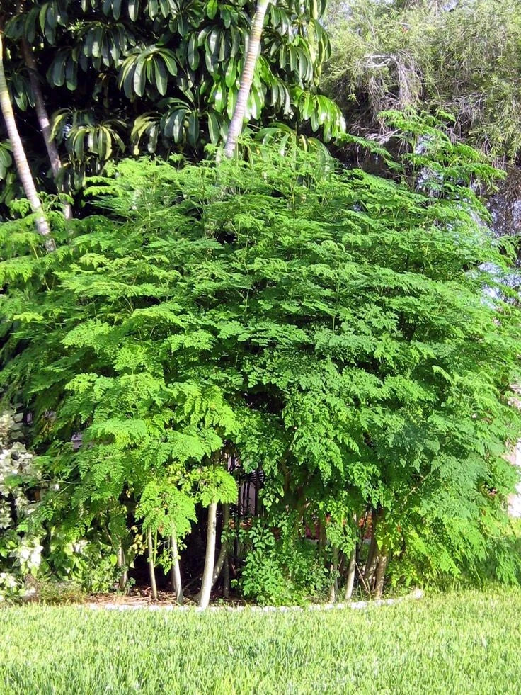 Group of Moringa Oleifera trees in yard landscaping. 