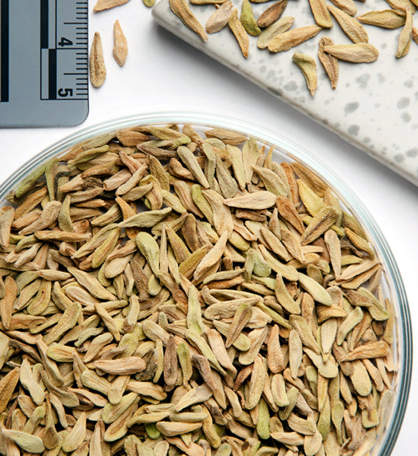 Pachypodium geayi seeds in a glass container with a ruler for scale on a white background