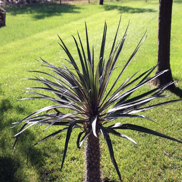 Spiky (Pachypodium geayi) plant in a grassy area