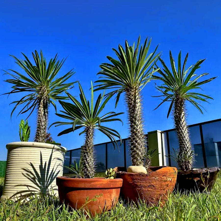 Potted Madagascar palm tree plants in front of a modern building with a clear blue sky.