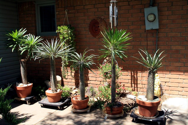 Collection of potted Madagascar palm tree plants against a brick wall