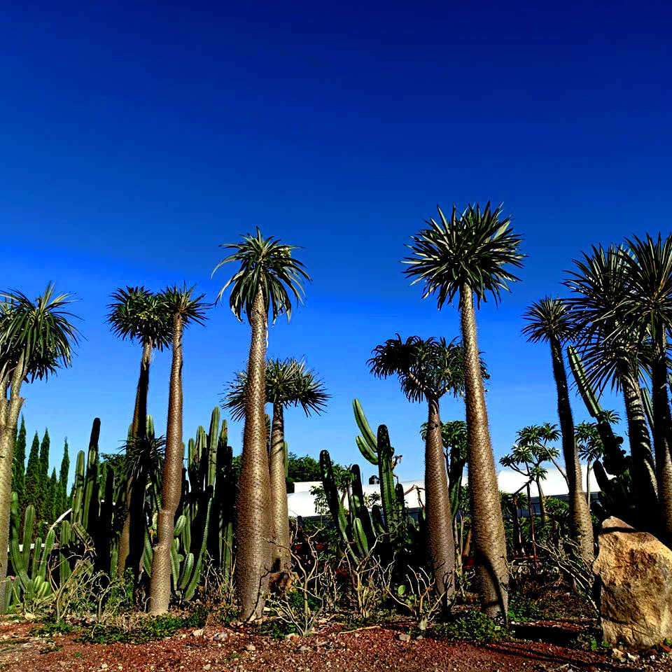 Tall Madagascar palm tree cacti and succulents under a clear blue sky.