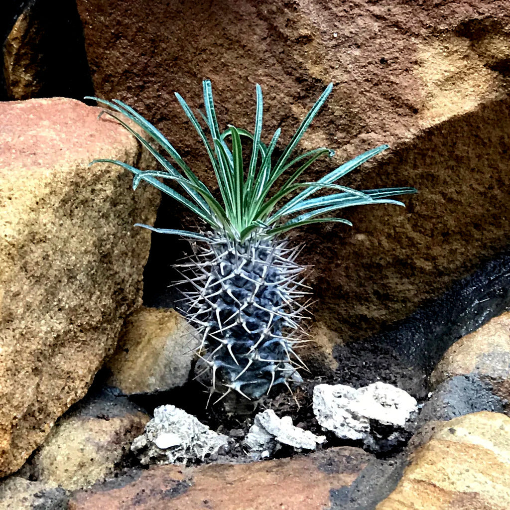 Small Madagascar palm cactus plant growing among rocks