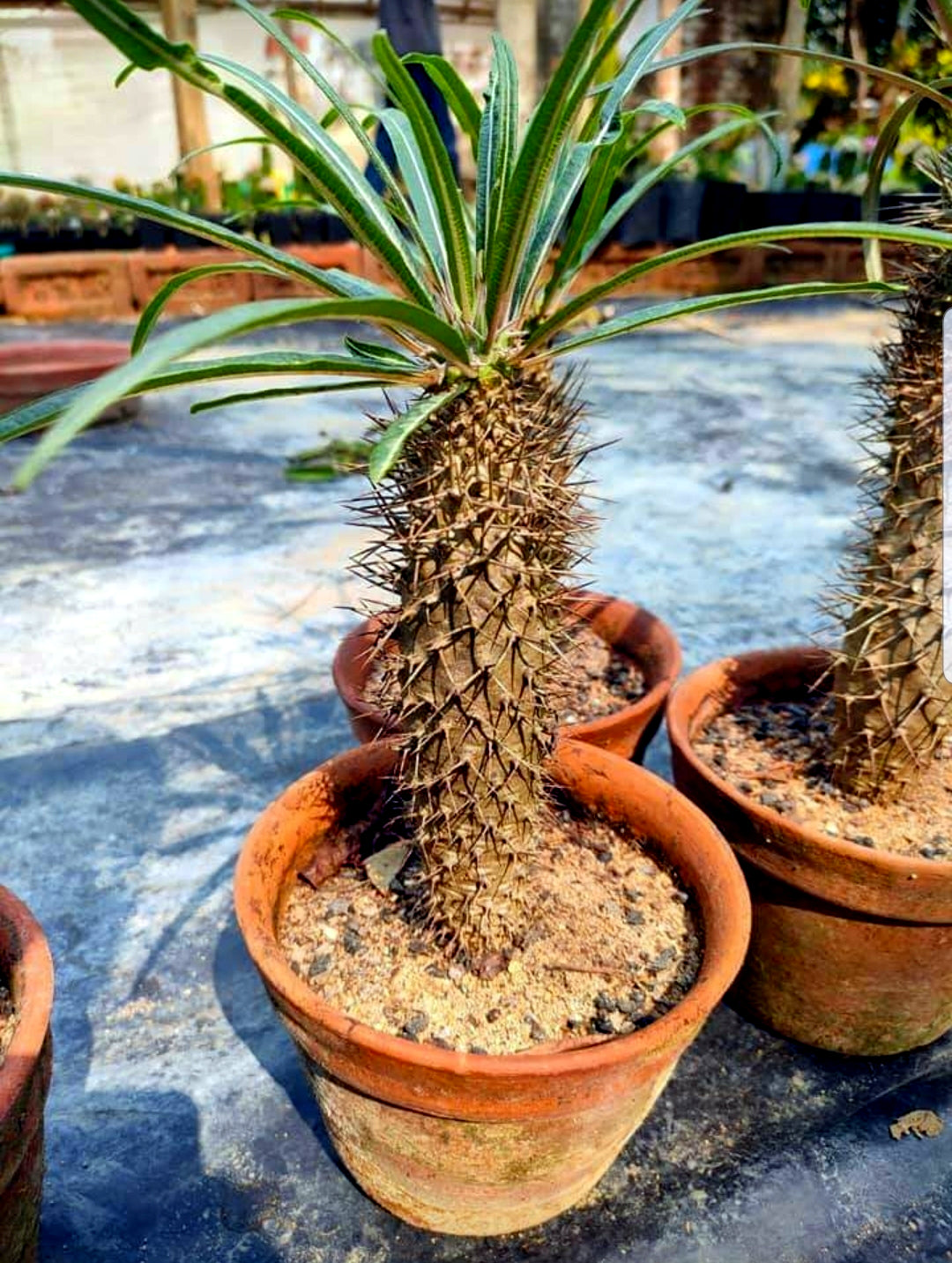 Potted (Pachypodium geayi) succulent plant on a reflective surface with blurred background