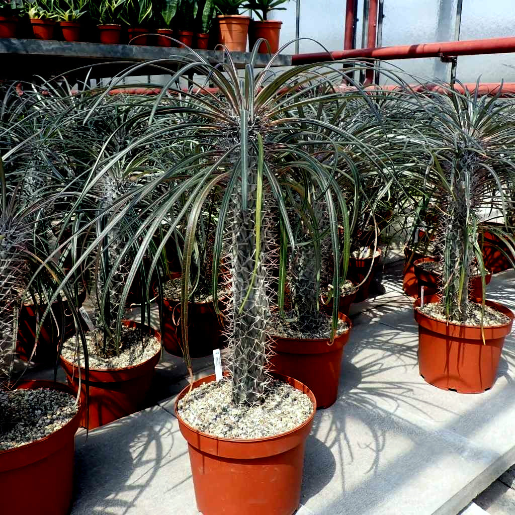 Row of potted Madagascar Palm tree plants in a greenhouse setting. (Pachypodium geayi)