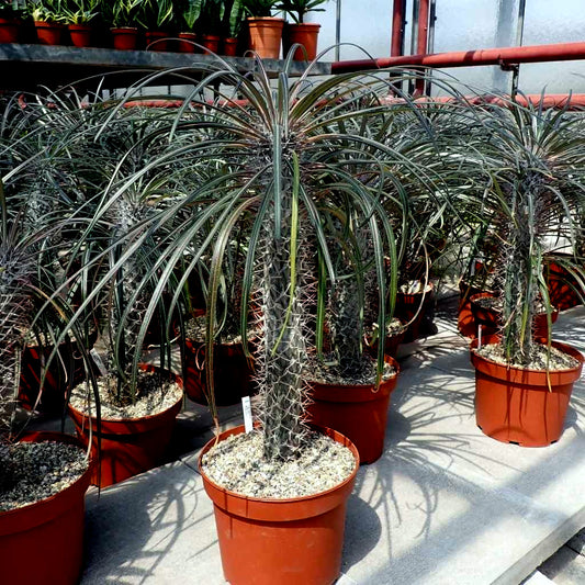Row of potted Madagascar Palm tree plants in a greenhouse setting. (Pachypodium geayi)