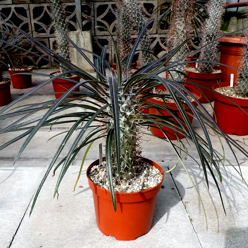 Potted (Pachypodium geayi) plant with long green leaves in a red pot on a concrete surface.