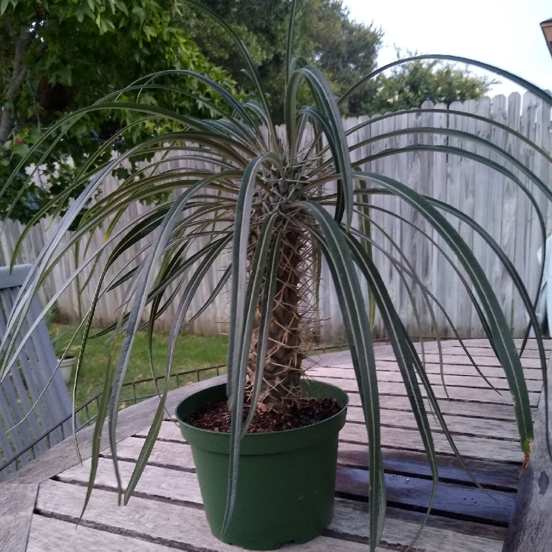 Potted Madagascar palm tree plant with long green leaves on a wooden deck