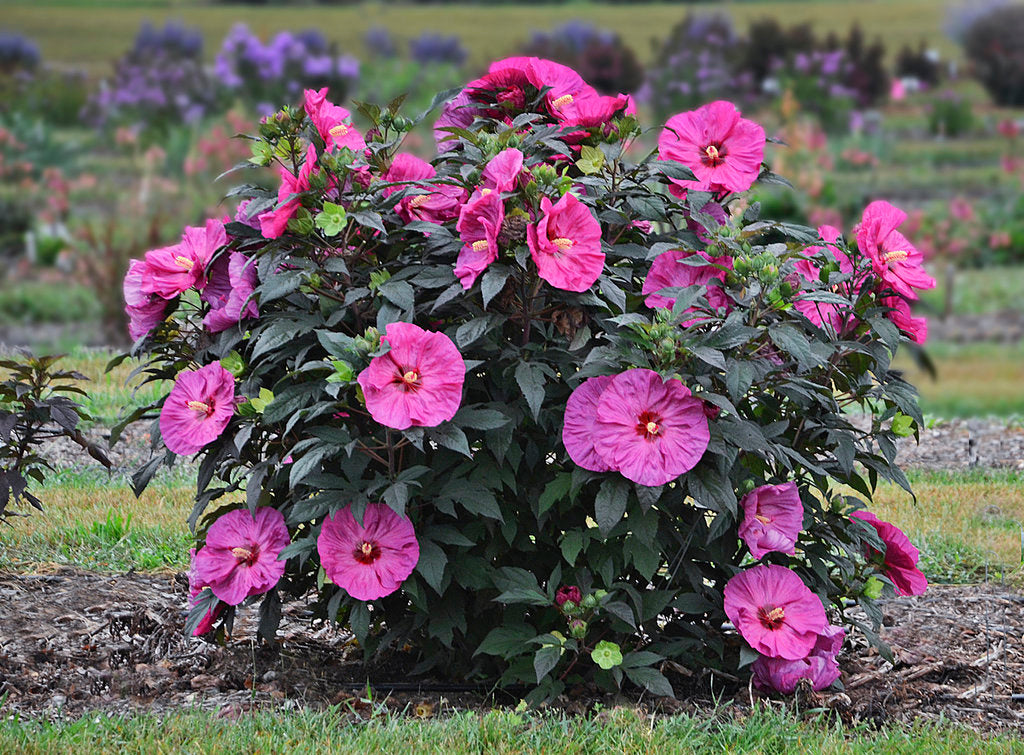 Bush with pink swamp rose mallow flowers in a garden setting. Hibiscus moscheutos