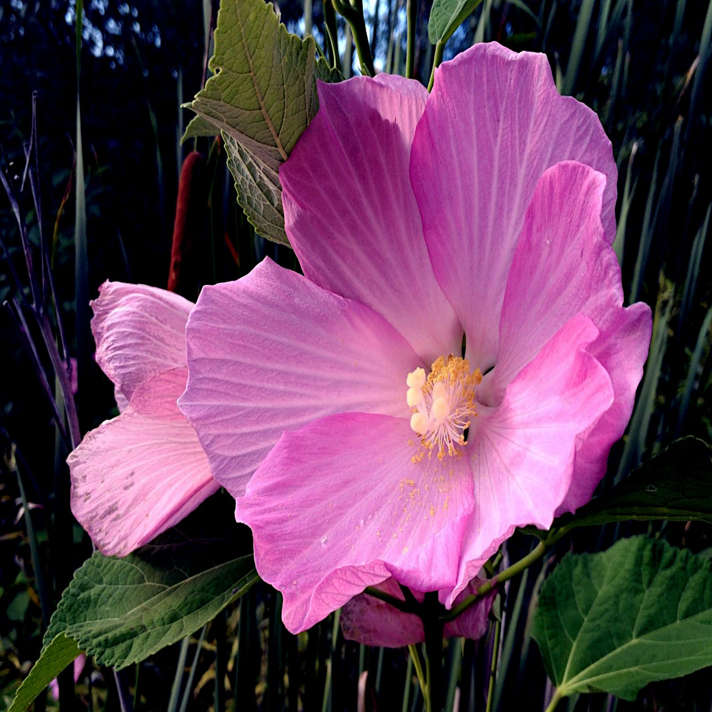 Close-up of a pink rose mallow flower with green leaves in the background