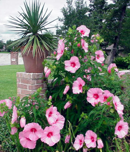 Pink Rose Mallow flowers in a garden with a brick wall and potted plant in the background