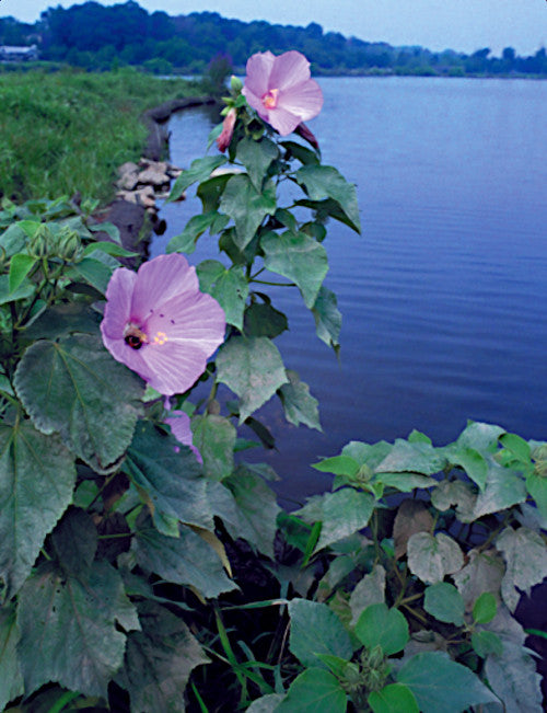Pink swamp rose mallow flowers with green leaves by a body of water